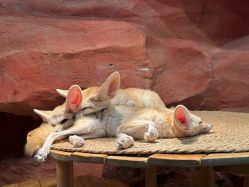 -Zoolung Zoolung动物主题公园(海信广场店)