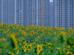 -光明小镇欢乐田园