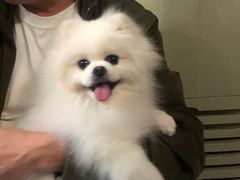 -宠颐生嘉德动物医院