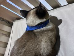 -藏猫猫咖啡主题馆(中央大道店)