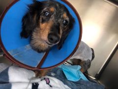 -爱妮康宠物医院·干细胞免疫细胞·肿瘤·心脏(张江店)