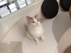 -琪喵猫屋·撸猫猫咖·猫舍