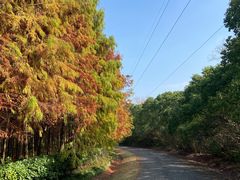 -上海海湾国家森林公园