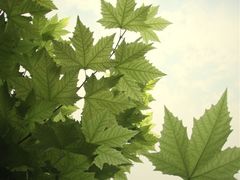 CAI5QZCB-平乐古镇