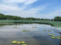 -荷塘月色湿地公园·向阳花洲