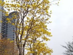 -洲头咀公园