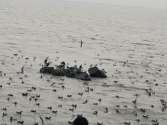 -深圳湾公园(南山区)