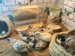 -美联众合爱康动物医院•复杂内科•肿瘤科•牙科•腔镜诊疗中心