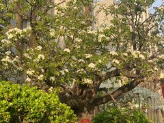 -亦家cake·0卡糖