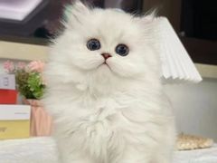 -欣宠猫屋·矮脚拿破仑·蓝金金渐层