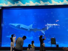 -烟台海昌鲸鲨海洋公园