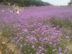 -大塘金香草谷