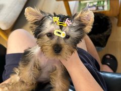 -帕帕拉兹宠物(亚洲旗舰店)