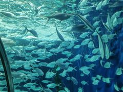 -上海海洋水族馆