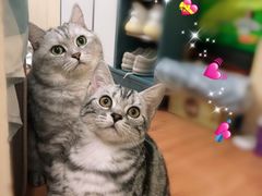 -瑞派名望志远动物医院·猫科·內科·异宠专科(直港大道店)