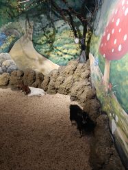 -长沙云顶星河游乐园(步步高·梅溪新天地店)