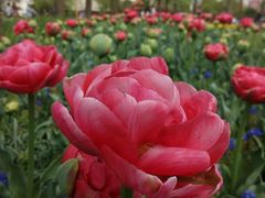 -上海植物园·停车场