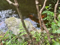 -申正律师团队-法律咨询(杨高店)