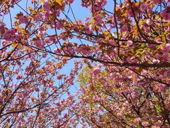 -高东镇樱花园