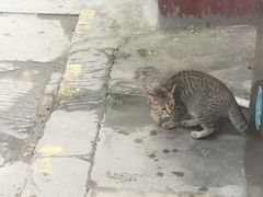 -穆林传统清真糕点(阆中店)