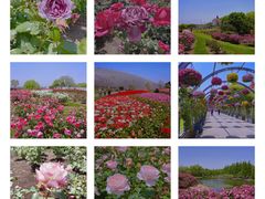 -上海辰山植物园