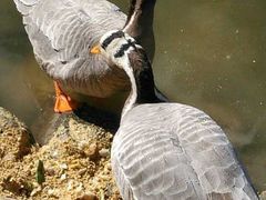 -新疆天山野生动物园