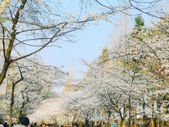 -鸡鸣寺
