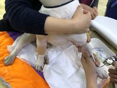 -美联众合动物医院·24h转诊中心