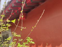 -护国法轮寺