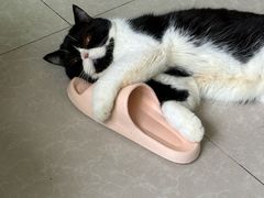 -屋虎猫馆(宝安大仟里店)