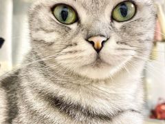 -联萌宠物医院(猫病专科)