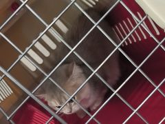 -佳雯宠物医院·皮肤科·内外科(春晓路分院)