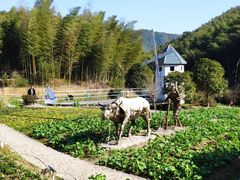 -宁波浙东大竹海景区