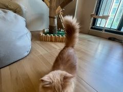 -唐小姐の私宠·宠物洗护美容·撸猫馆·购宠(周浦万达旗舰店)