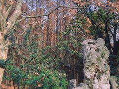 -上海共青森林公园