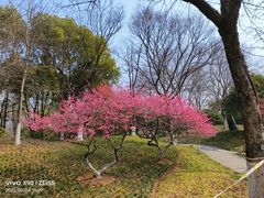 -青枫公园