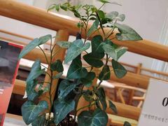 -御仙都北京菜馆·烤鸭店(双井店)