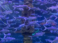 -厦门海底世界