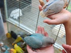 -青石桥花鸟鱼虫市场(叠翠城店)