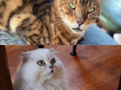-猫小院猫主题餐厅(南锣旗舰店)