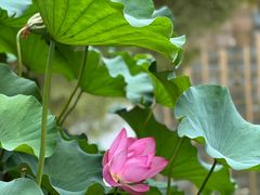 -陈家山荷花公园