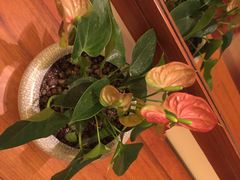 三亚亚龙湾华宇度假酒店(原三亚华宇皇冠假日酒)-三亚亚龙湾雅高美爵酒店