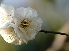 -香雪海