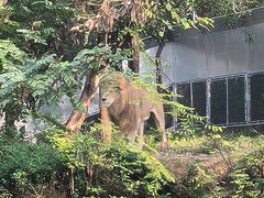 -石家庄市动物园