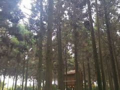 -东平国家森林公园