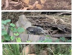 -红山森林动物园