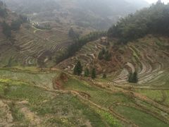 -紫鹊界梯田景区