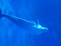 -多彩贵州城极地海洋世界