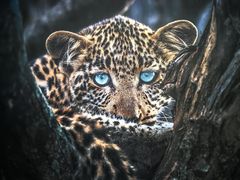 -罗红摄影艺术馆