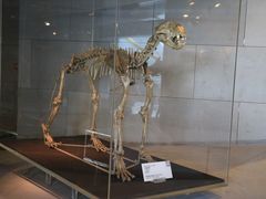 -北京周口店北京人遗址博物馆